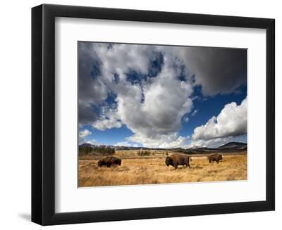 American Bison in Yellowstone National Park, Wyoming. - Black Framed Art Print Wall Art, 12x9