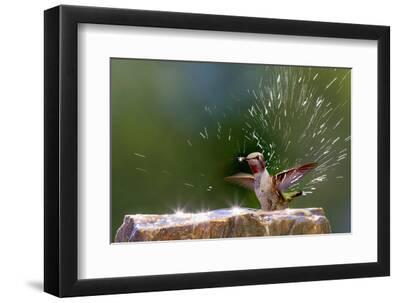 Anna's Hummingbird Taking a Shower, Santa Cruz, California, USA - Black Framed Art Print Wall Art, 12x8
