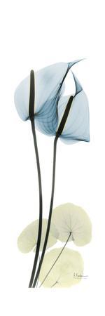 Anthurium Blues - Premium Giclee Print, 12x36