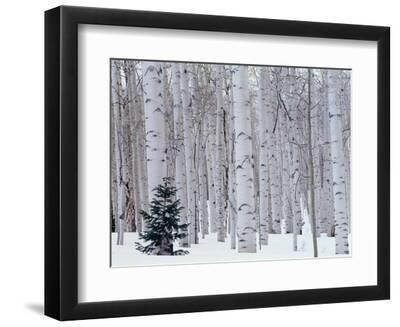 Aspen and Douglas Fir, Manti-Lasal National Forest, La Sal Mountains, Utah, USA - Black Framed Art Print Wall Art, 12x9