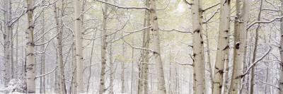 Autumn Aspens with Snow, Colorado, USA - Photographic Print, 24x8