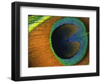 Background Peacock Feather - Black Framed Art Print Wall Art, 12x9 Background Peacock Feather - Black Framed Art Print Wall Art, 12x9