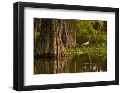 Bald Cypress and Great Egret in Swamp, Lake Martin, Louisiana, USA - Black Framed Art Print Wall Art, 12x8 Bald Cypress and Great Egret in Swamp, Lake Martin, Louisiana, USA - Black Framed Art Print Wall Art, 12x8