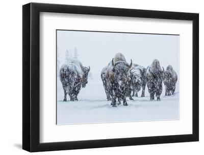 Bison in Yellowstonre National Park - Black Framed Art Print Wall Art, 12x8