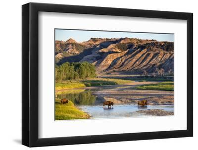 Bison Wildlife Crossing Little Missouri River, Theodore Roosevelt National Park, North Dakota, USA - Black Framed Art Print Wall Art, 12x8
