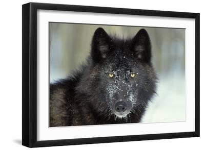 Black Grey Wolf with Snowy Face - Black Framed Art Print Wall Art, 18x12 Black Grey Wolf with Snowy Face - Black Framed Art Print Wall Art, 18x12
