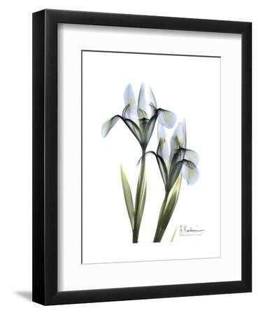 Blue Iris Portrait - Black Framed Art Print Wall Art, 9x12