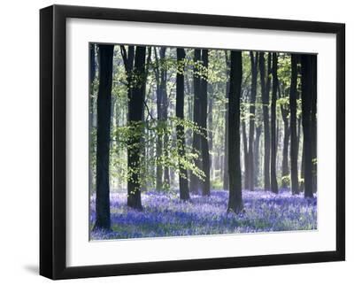 Bluebell Vision - Black Framed Art Print Wall Art, 16x12