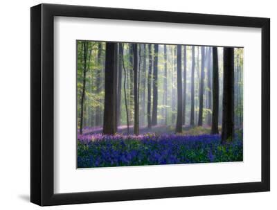 Bluebells - Black Framed Art Print Wall Art, 12x8