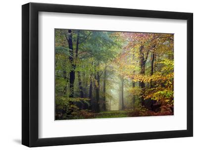 Brocéliande colored forest - Black Framed Art Print Wall Art, 12x8