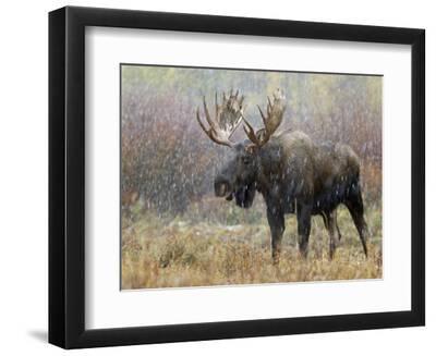 Bull Moose in Snowstorm, Grand Teton National Park, Wyoming, USA - Black Framed Art Print Wall Art, 12x9