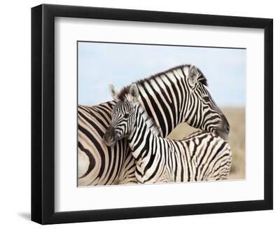 Burchell's Zebra, with Foal, Etosha National Park, Namibia, Africa - Black Framed Art Print Wall Art, 12x9 Burchell's Zebra, with Foal, Etosha National Park, Namibia, Africa - Black Framed Art Print Wall Art, 12x9