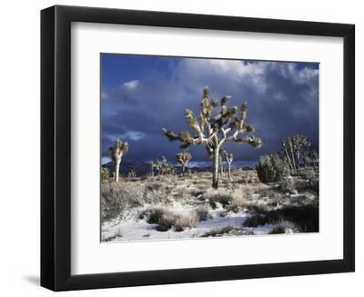 California, Joshua Tree National Park, Mojave Desert, Snow Covered Joshua Tree - Black Framed Art Print Wall Art, 12x9 California, Joshua Tree National Park, Mojave Desert, Snow Covered Joshua Tree - Black Framed Art Print Wall Art, 12x9