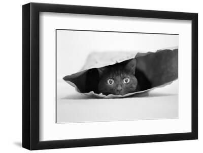 Cat in a Bag - Black Framed Art Print Wall Art, 12x8 Cat in a Bag - Black Framed Art Print Wall Art, 12x8