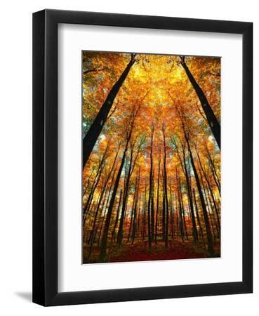 Cathedral Fall - Black Framed Art Print Wall Art, 9x12