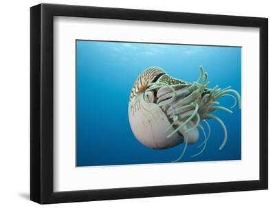 Chambered Nautilus (Nautilus Belauensis), Micronesia, Palau - Black Framed Art Print Wall Art, 12x8 Chambered Nautilus (Nautilus Belauensis), Micronesia, Palau - Black Framed Art Print Wall Art, 12x8