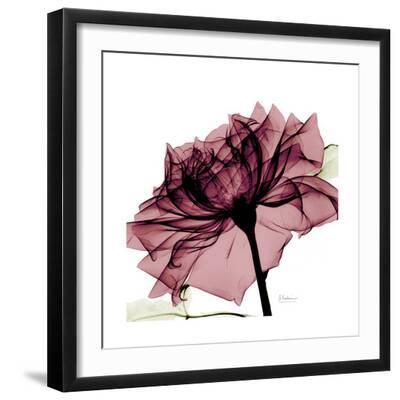 Chiant Rose 1 - Black Framed Art Print Wall Art, 16x16
