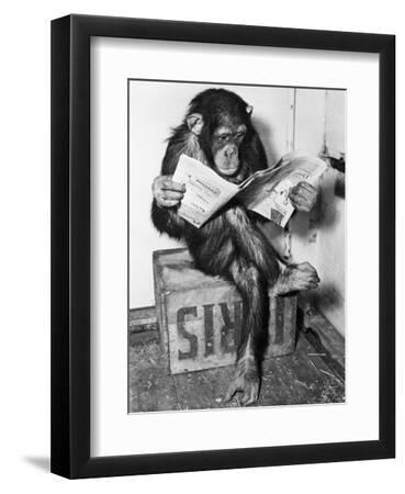 Chimpanzee Reading Newspaper - Black Framed Art Print Wall Art, 9x12