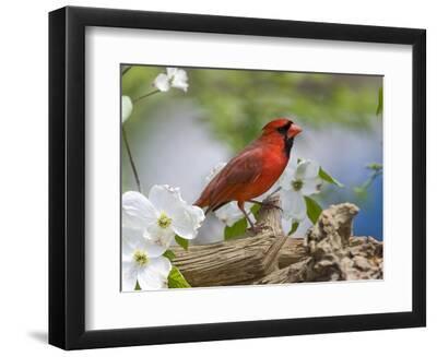 Close-up of Cardinal in Blooming Tree - Black Framed Art Print Wall Art, 12x9 Close-up of Cardinal in Blooming Tree - Black Framed Art Print Wall Art, 12x9