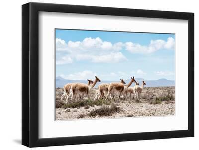 Colors of Peru - Wild Llamas - Black Framed Art Print Wall Art, 12x8 Colors of Peru - Wild Llamas - Black Framed Art Print Wall Art, 12x8