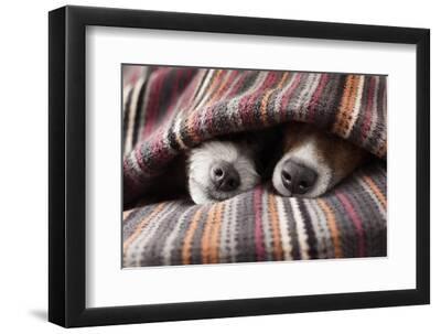 Couple of Dogs in Love Sleeping Together under the Blanket in Bed - Black Framed Art Print Wall Art, 12x8 Couple of Dogs in Love Sleeping Together under the Blanket in Bed - Black Framed Art Print Wall Art, 12x8