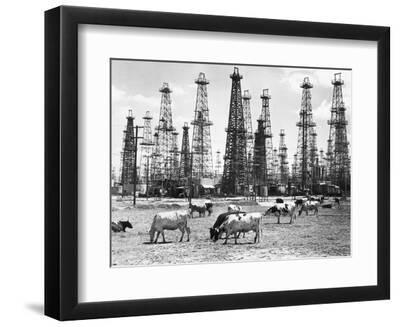 Cows Grazing near Oil Wells - Black Framed Art Print Wall Art, 12x9 Cows Grazing near Oil Wells - Black Framed Art Print Wall Art, 12x9
