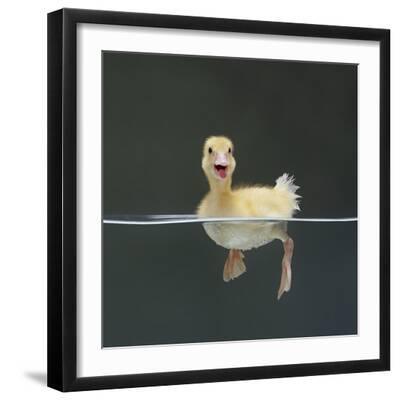 Duckling Swimming on Water Surface, UK - Black Framed Art Print Wall Art, 16x16