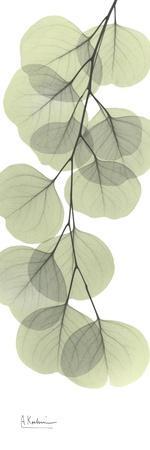 Eucalyptus Branch Down - Wall Art Print, 12x36