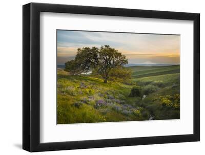 Field of Arrowleaf Balsamroot, Lupine and an Oak Tree at Columbia Hills State Park, Mt. Hood - Black Framed Art Print Wall Art, 12x8