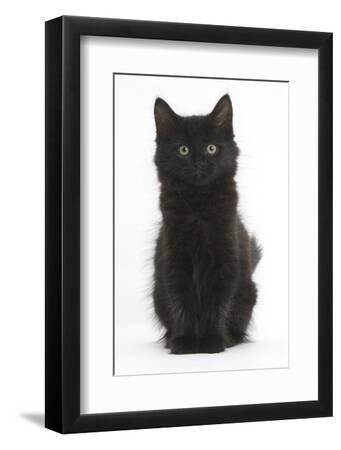 Fluffy Black Kitten, 9 Weeks Old, Sitting - Black Framed Art Print Wall Art, 8x12 Fluffy Black Kitten, 9 Weeks Old, Sitting - Black Framed Art Print Wall Art, 8x12