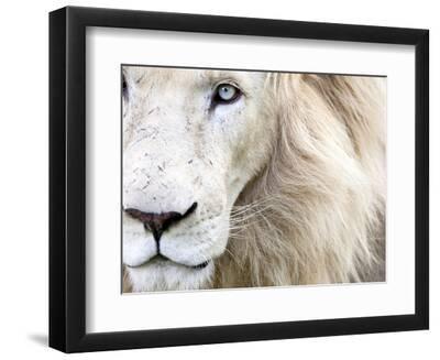 Full Frame Close Up Portrait of a Male White Lion with Blue Eyes. South Africa. - Black Framed Art Print Wall Art, 12x9
