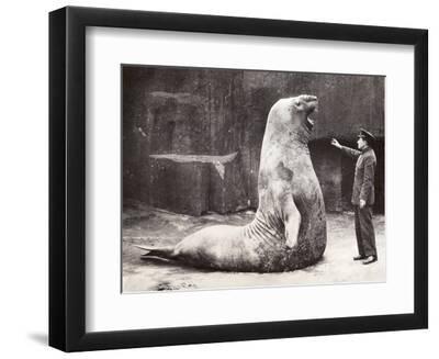 Goliath the Elephant Seal and His Keeper, Vincennes Zoo, 1936 (B/W Photo) - Black Framed Art Print Wall Art, 12x9 Goliath the Elephant Seal and His Keeper, Vincennes Zoo, 1936 (B/W Photo) - Black Framed Art Print Wall Art, 12x9