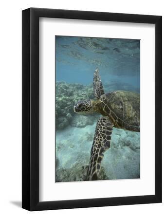 Green Sea Turtle Swimming - Black Framed Art Print Wall Art, 8x12