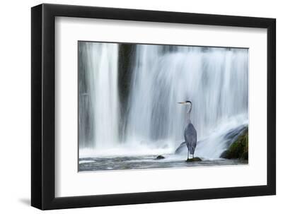 Grey Heron (Ardea Cinerea) Beneath Waterfall. Ambleside, Lake District, UK, November - Black Framed Art Print Wall Art, 12x8