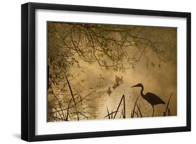Heron Autumn Mist over Woodland Pond with Ducks - Black Framed Art Print Wall Art, 18x12