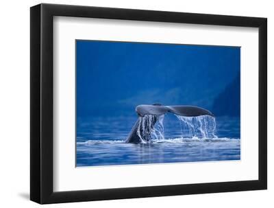 Humpback Whale, Alaska - Black Framed Art Print Wall Art, 12x8