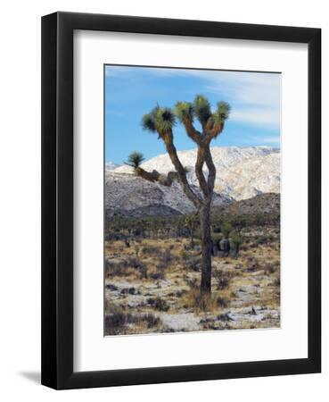 Joshua Trees in Winter, Joshua Tree National Park, California, USA - Black Framed Art Print Wall Art, 9x12