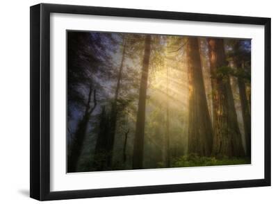 Light and the Land of the Trees, Northern California - Black Framed Art Print Wall Art, 18x12