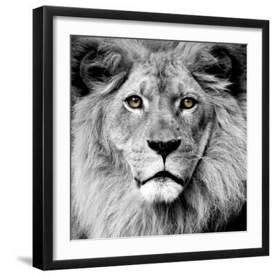 Lion - Black Framed Art Print Wall Art, 16x16