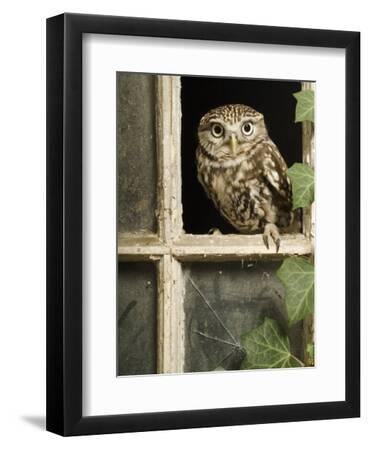 Little Owl in Window of Derelict Building, UK, January - Black Framed Art Print Wall Art, 9x12