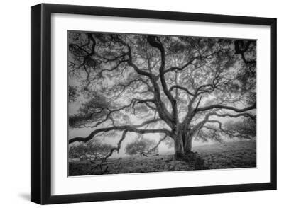 Majestic Old Oak, Black and White, Petaluma Northern California - Black Framed Art Print Wall Art, 18x12