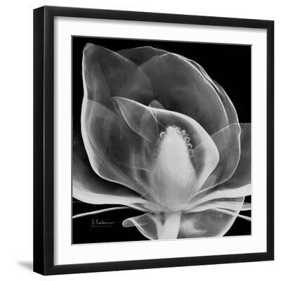 Midnight Queen Magnolia - Black Framed Art Print Wall Art, 16x16