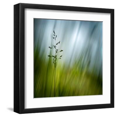 Morning Grass - Black Framed Art Print Wall Art, 12x12