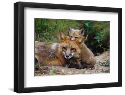 Mother Red Fox and Pups - Black Framed Art Print Wall Art, 12x8