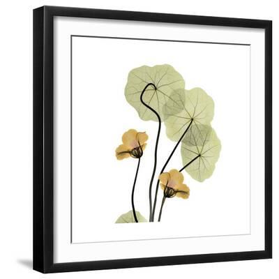 Nasturtium 2 - Black Framed Art Print Wall Art, 16x16