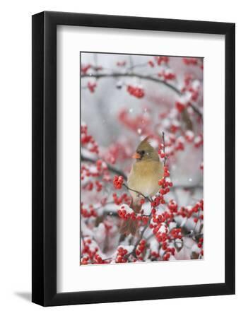 Northern Cardinal in Common Winterberry, Marion, Illinois, Usa - Black Framed Art Print Wall Art, 8x12