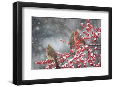 Northern Cardinals in Common Winterberry, Marion, Illinois, Usa - Black Framed Art Print Wall Art, 12x8