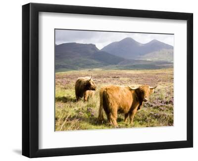 Pair of Highland Cows Grazing Among Heather Near Drinan, on Road to Elgol, Isle of Skye, Highlands, - Black Framed Art Print Wall Art, 12x9