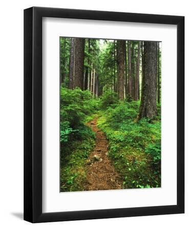 Path Through Old-Growth Rainforest, Olympic National Park, Washington, USA - Black Framed Art Print Wall Art, 9x12