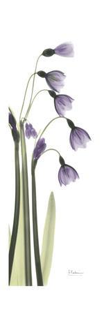 Periwinkle Snowdrop - Premium Giclee Print, 12x36